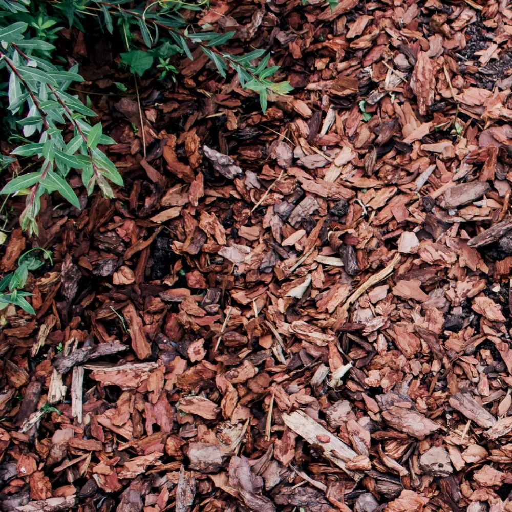 Bark